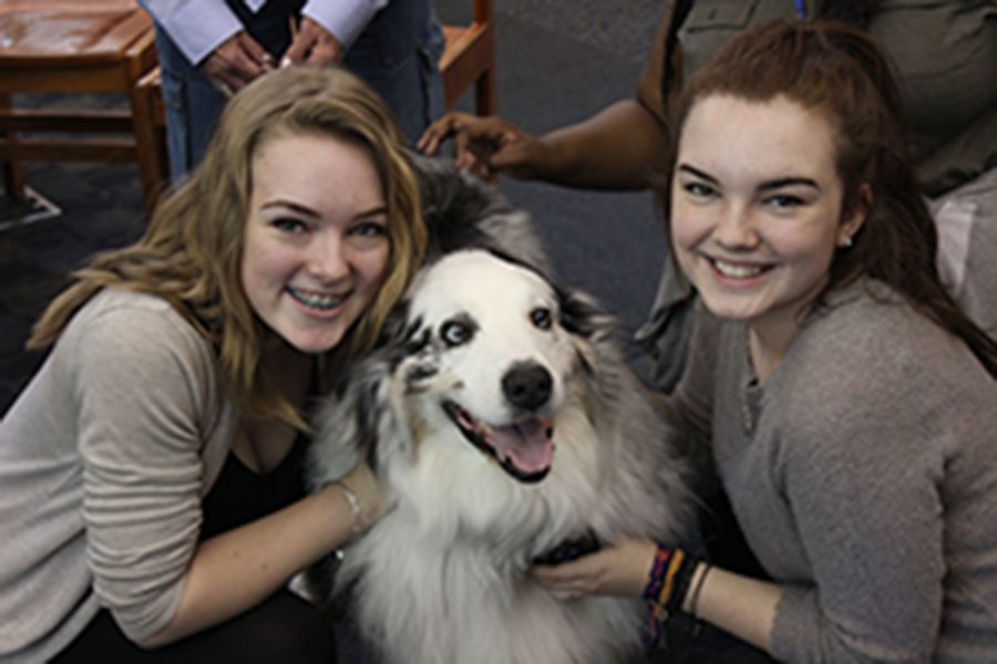 Therapy dogs visit to relieve stress