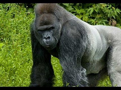 Gorilla Harmabe